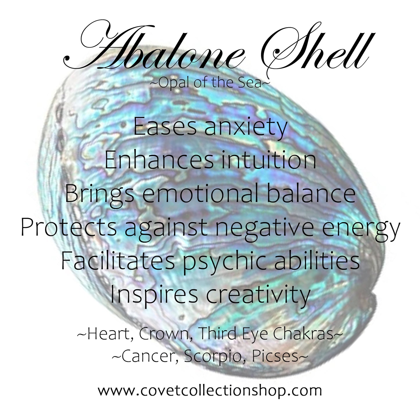 Abalone Shell Earrings