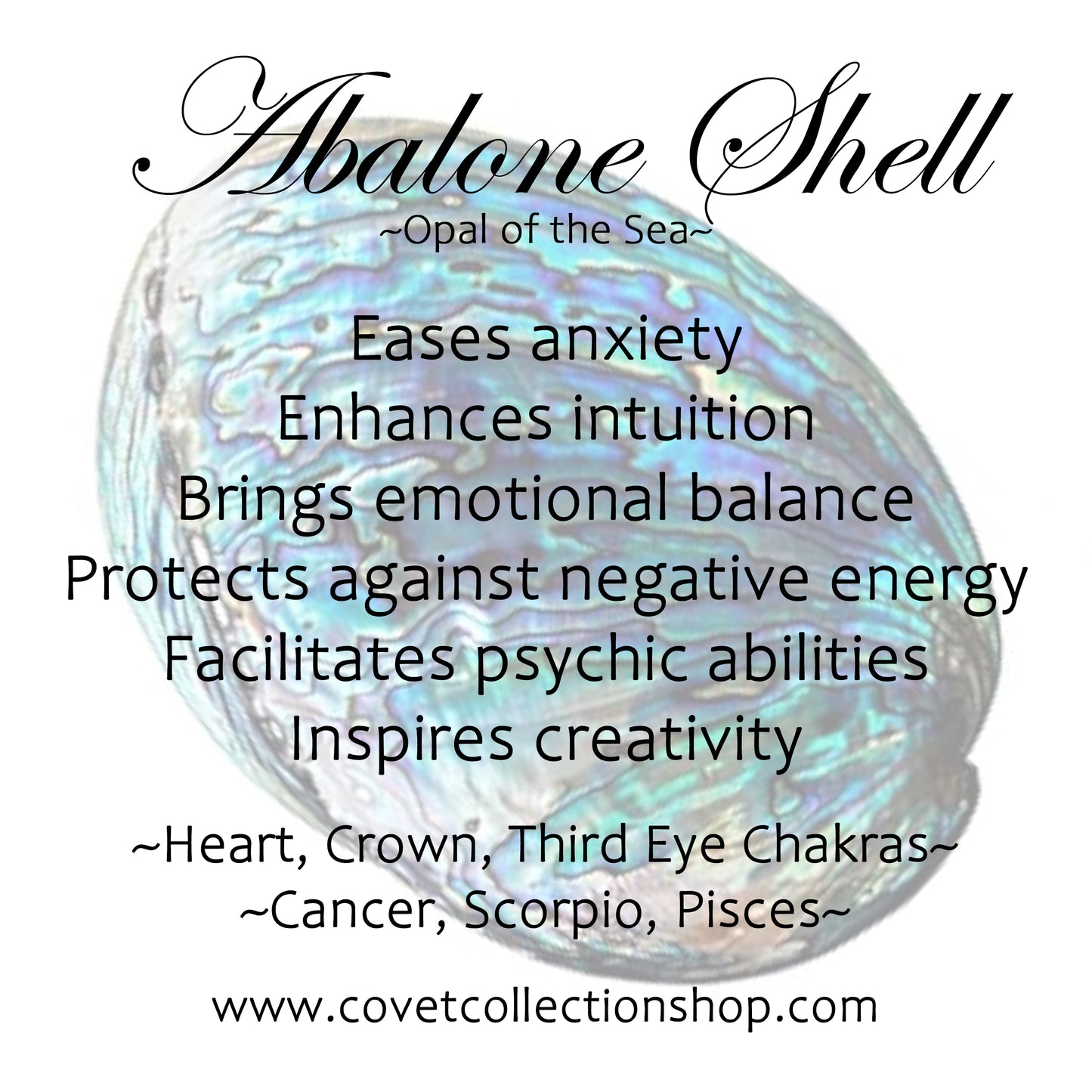 Abalone Shell Earrings