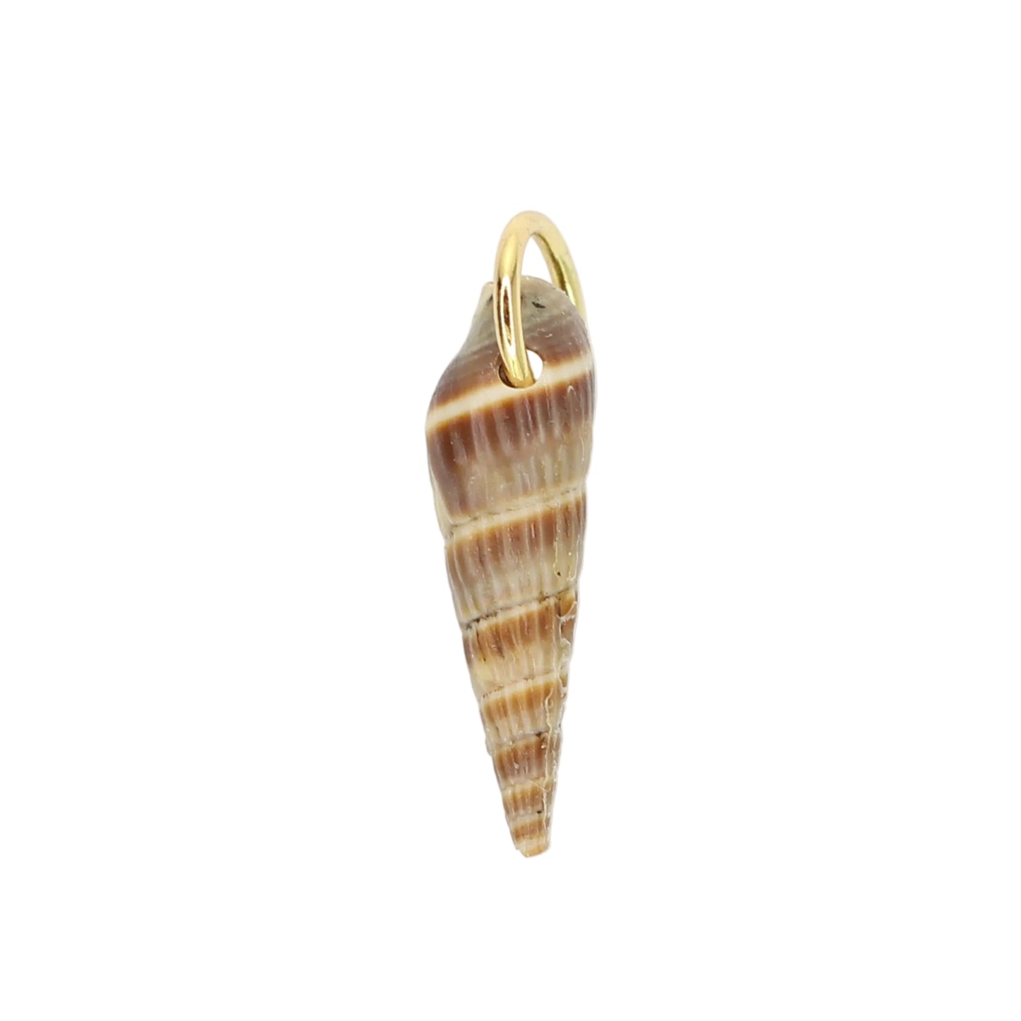 Sea Shell Charm - Brown Horn