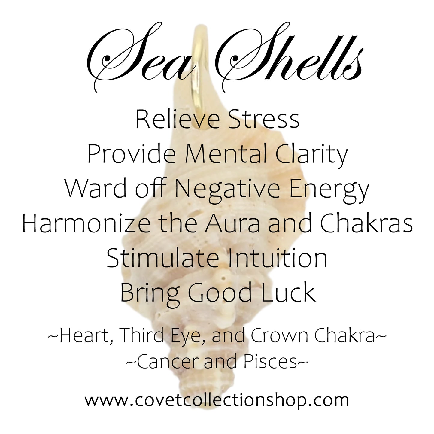 Sea Shell Charm - Brown Horn